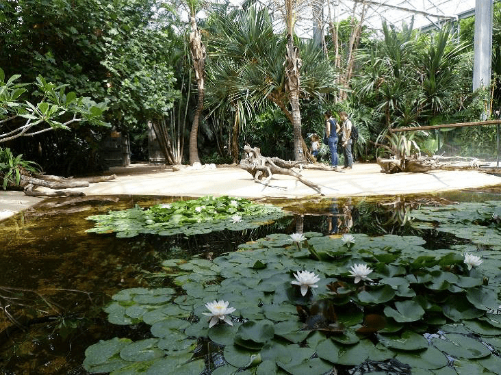 Nénuphars dans un parc d'attraction
