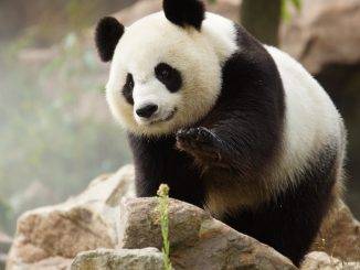 Panda du ZooParc de Beauval