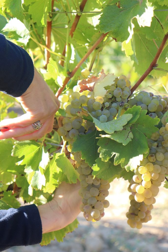 Vendanges du raisin en Ardèche