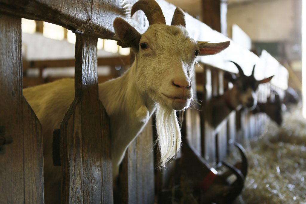 Chèvres à la ferme